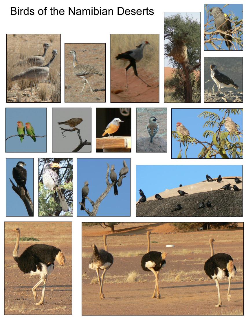 Wide variety of birds in Namibia
