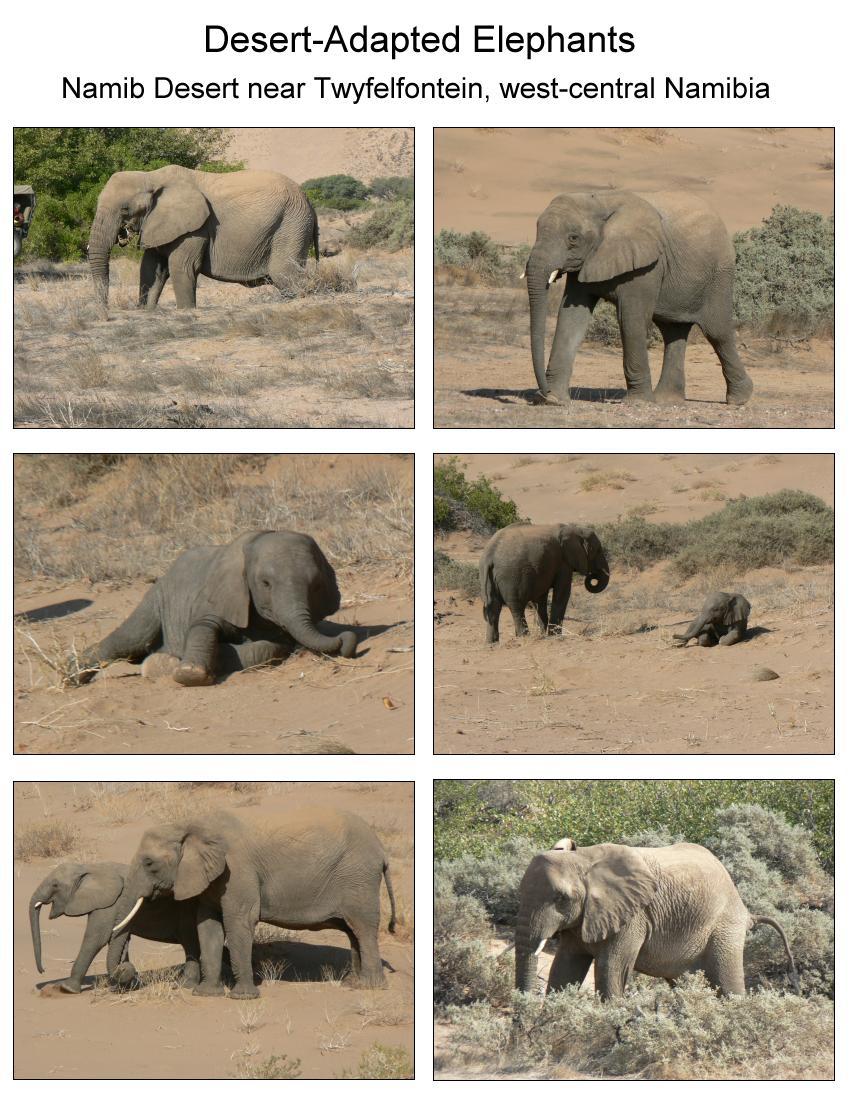 Desert-adapted elephants in Namibia
