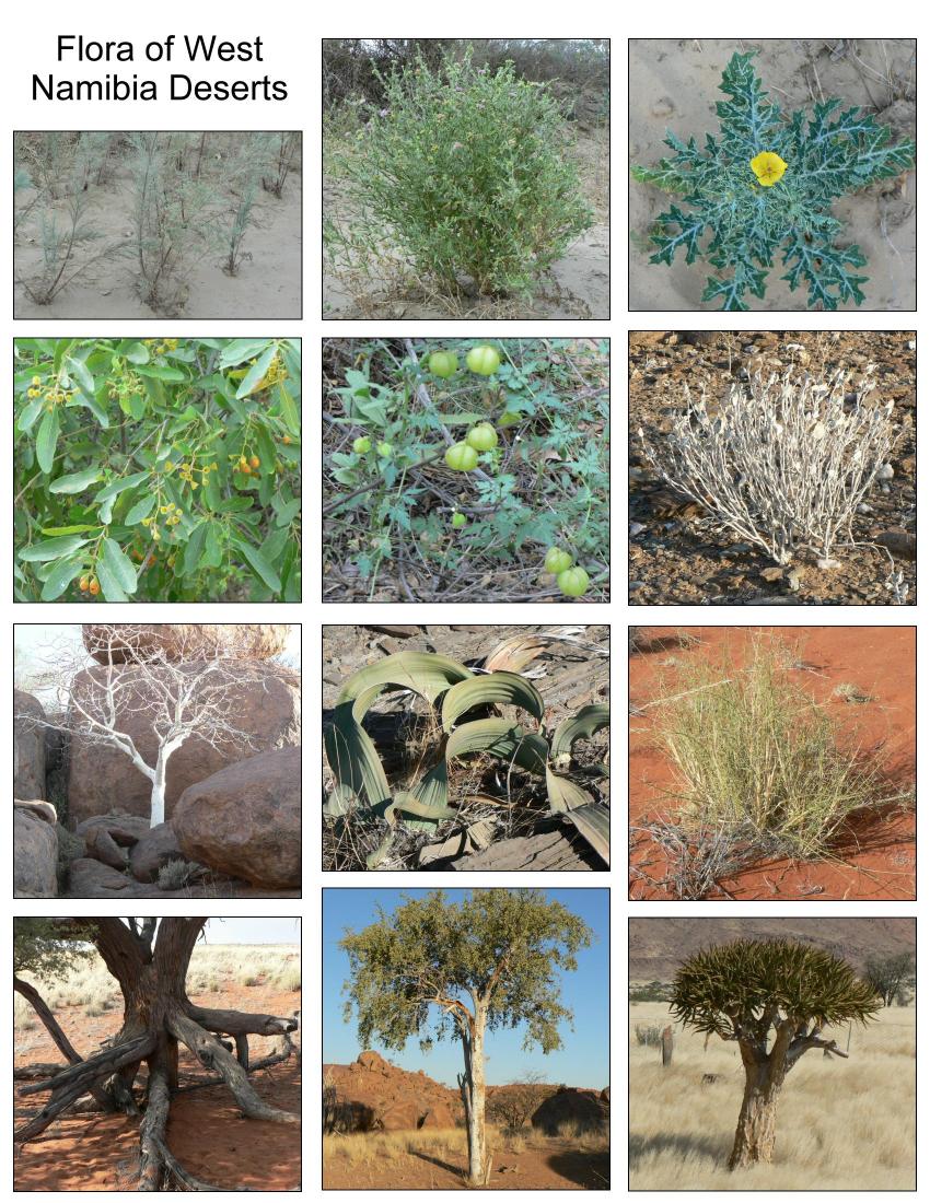 Wide variety of flora in Namibia
