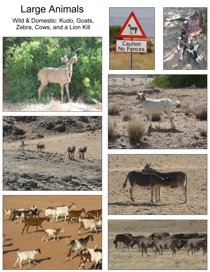 Large animals, wild and domestic throughout Namibia