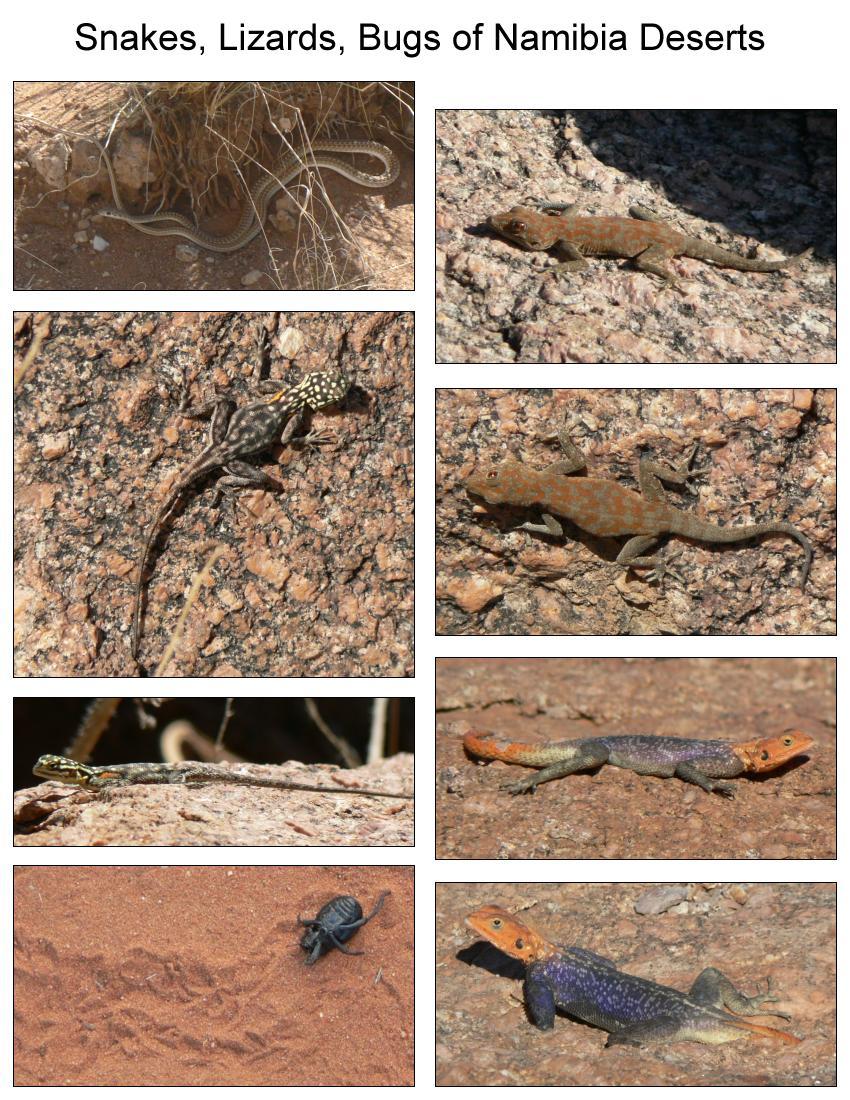 Lizards blend in with the rocks in Namibia Desert