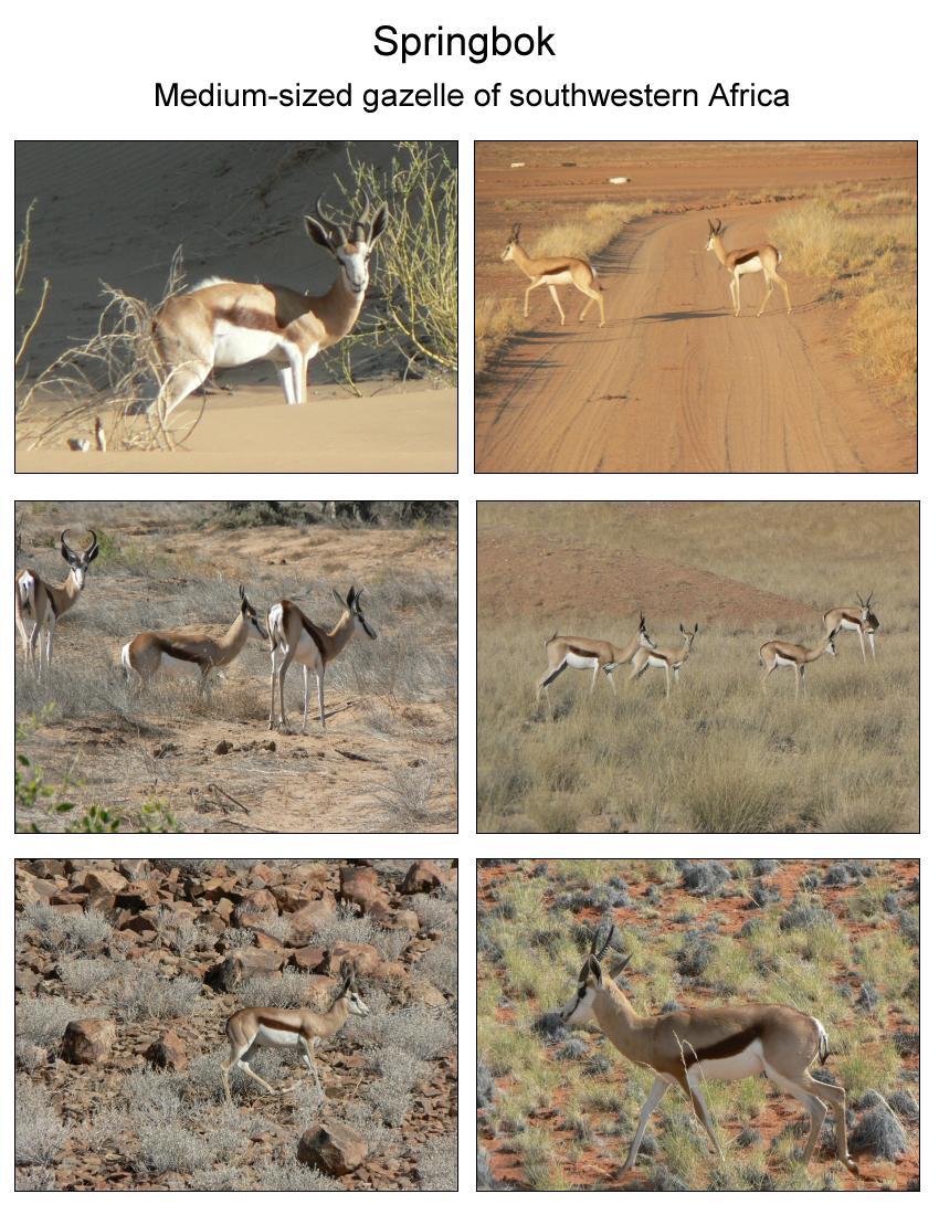 Springbok travel in groups - herds?