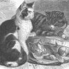 1800's drawing of 3 cats