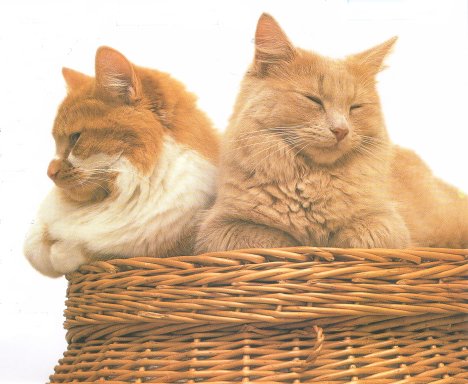 Contented cats in a basket