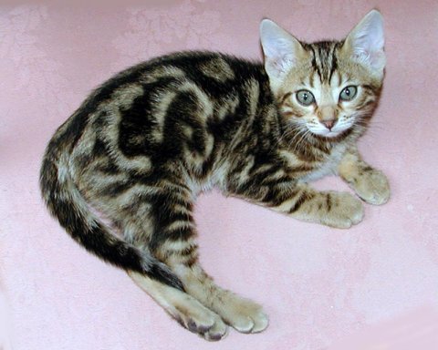Bengal Cat - Midnight