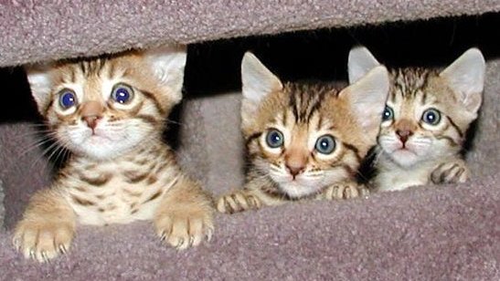 Bengal Cat Breeders