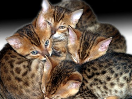 Pile o' Bengal Kitties