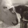 Best friends - cat and horse