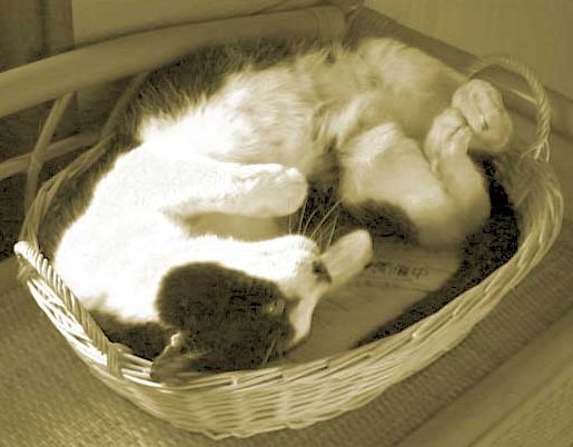 Photo of a cute cat in a basket.