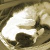 Cute cat in a basket