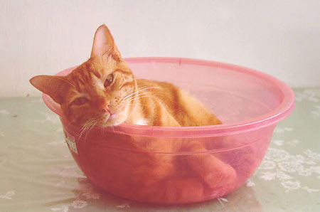 Funny photo of cat in a bowl.