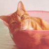 Funny photo of cat in a bowl