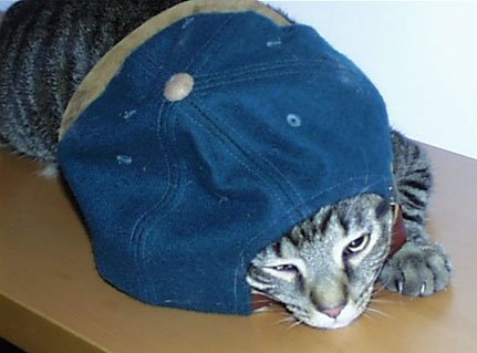 Cat in a cap.