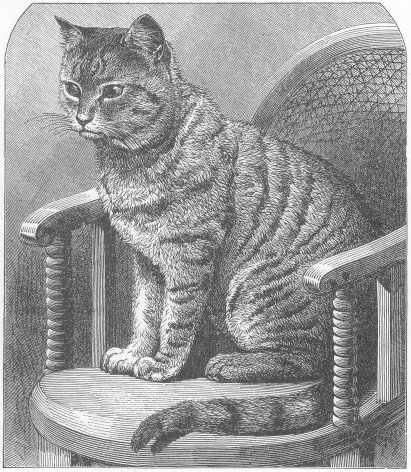1800's drawing of cat sitting in a chair.