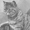 1800's drawing of a cat sitting in a chair