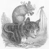 1800's drawing of mouse riding on a cat's back