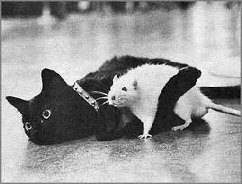 Funny photo of cat hugging a rat.