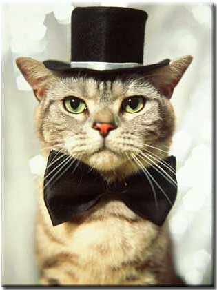 Cat wearing a bow tie and top hat.