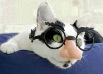 Cat in a funny disguise