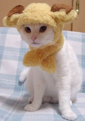 Funny photo of cat wearing a hat