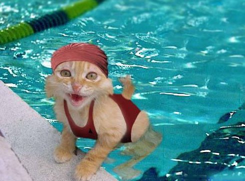 Funny cat in swimming pool photo
