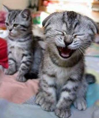 Funny Photo of Cat Laughing