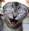 Cat laughing at joke