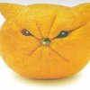 Cat made out of an orange
