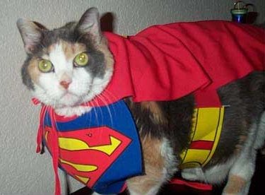 Cat Superhero!