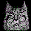 Free animations: cat winking & gray cat scrunching