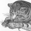 1800's drawing of cat playing with a mouse