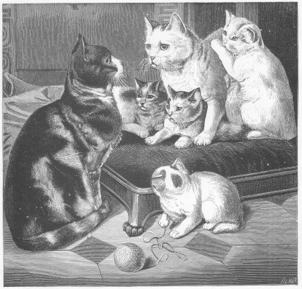 1800's drawing of cats and kittens.