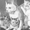 1800's drawing of cats and kittens