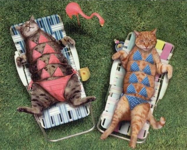 Cats sunbathing