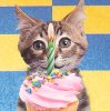 Cat holding a birthday cupcake