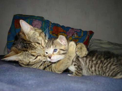 photo of Cute Kitten hug
