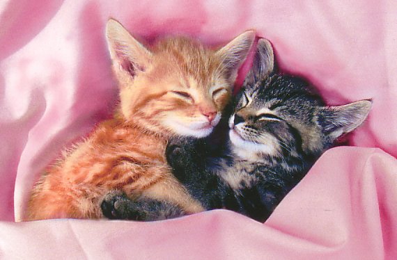 Photo of two cute cats by Photovalley/Alamy.