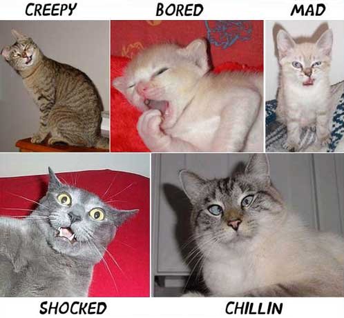 Funny photos of cat emotions