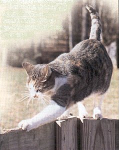 walking on a fence.