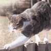 Photos of cats walking on the top of a fence