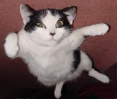 Funny flying cat photo