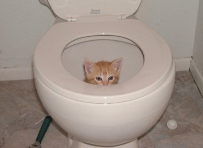 Funny cat Goldie in the toliet