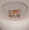 Funny photo of cat in a toilet