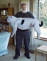 Very large cat