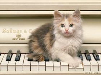 Photo of kitten on piano keys.