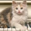 Photo of cute kitten on piano keys