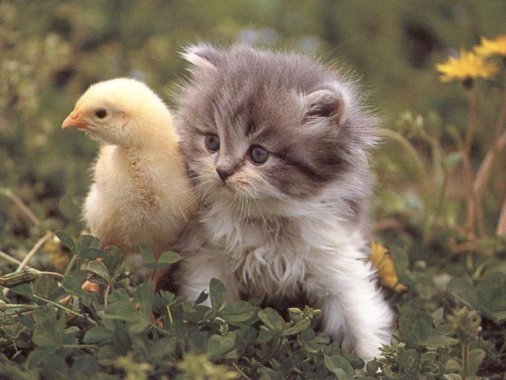 Photo of cute kitten with a baby duck.