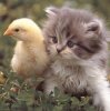 Funny photo of kitten with duck