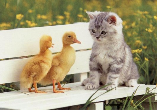Photo of kitten with baby ducks.