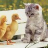 Cute kitten with baby ducks